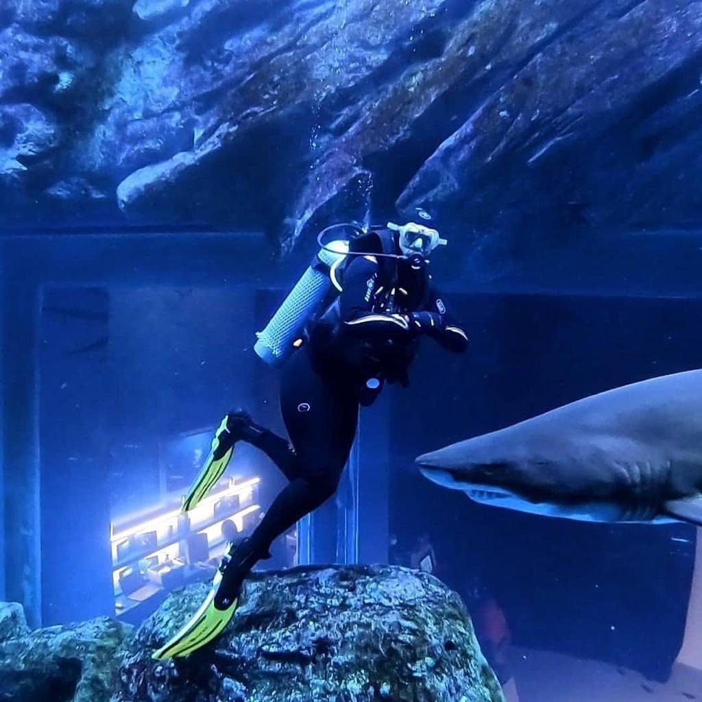 Dubai Mall Aquarium Shark Dive