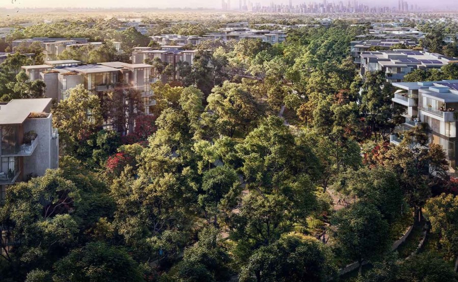 Ghaf Woods Forest Living in the Desert